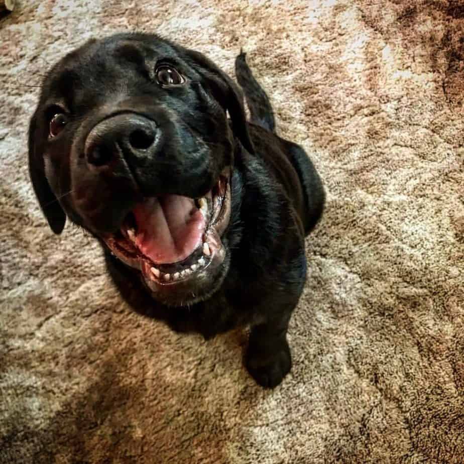 Rottweiler crossed with lab