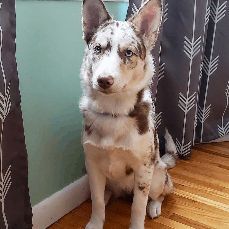 Husky australian shepherd mix facts