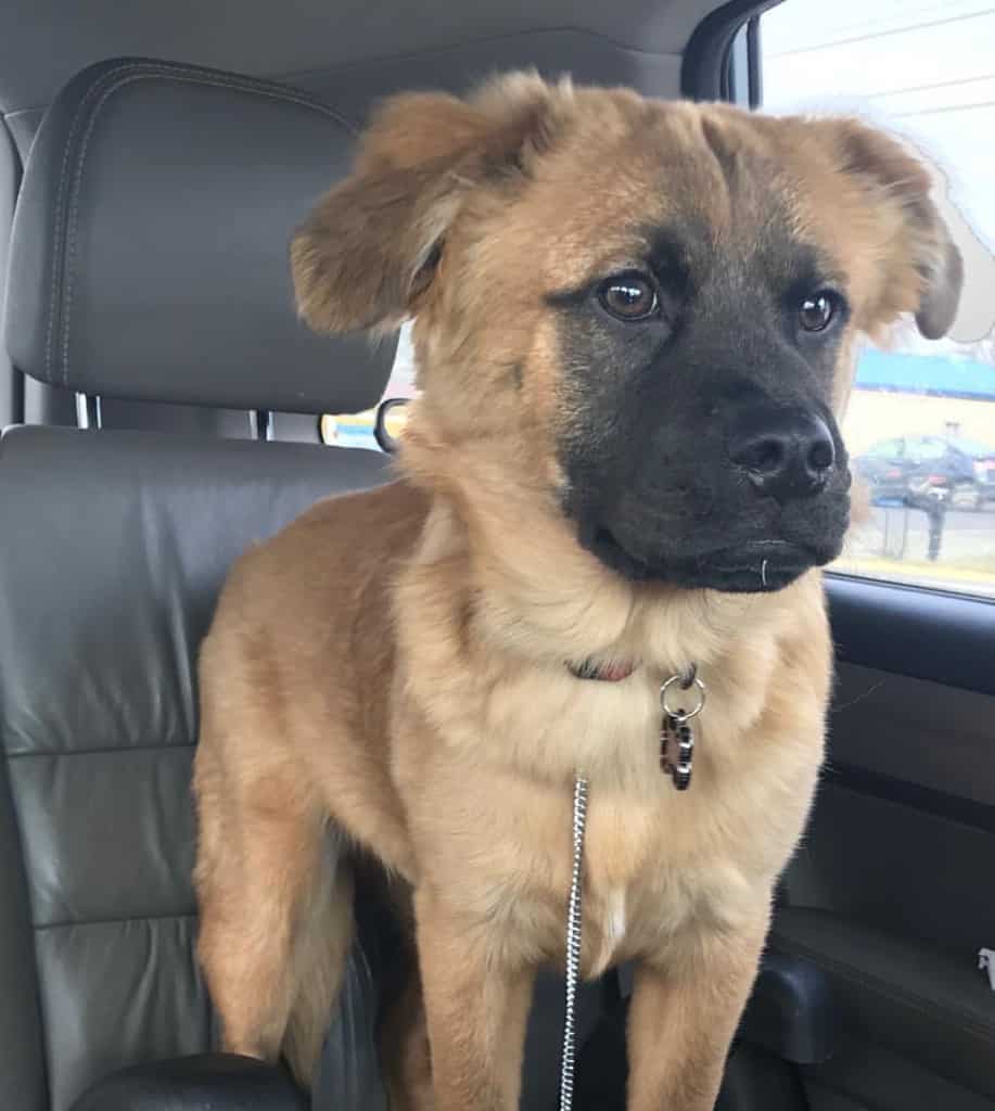 Boxer german shepherd mix