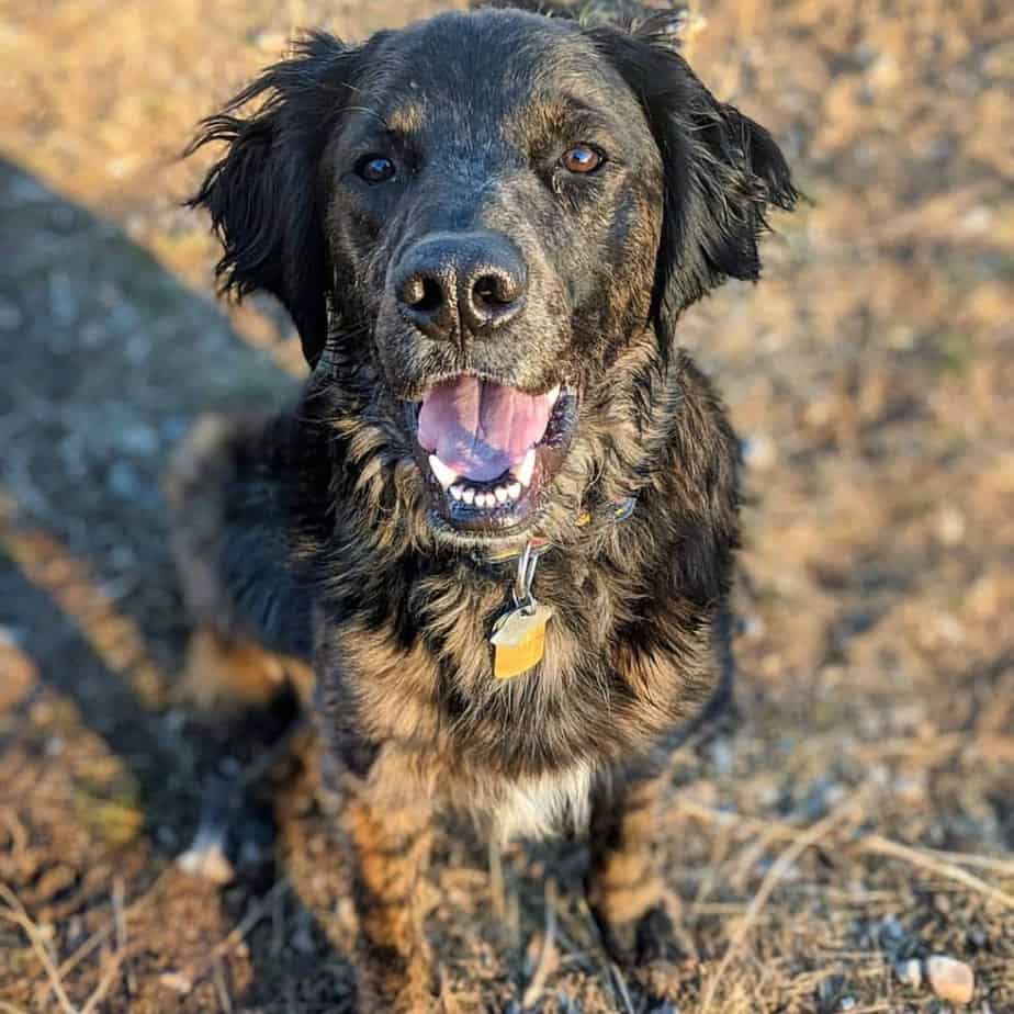 Australian shepherd lab mix facts