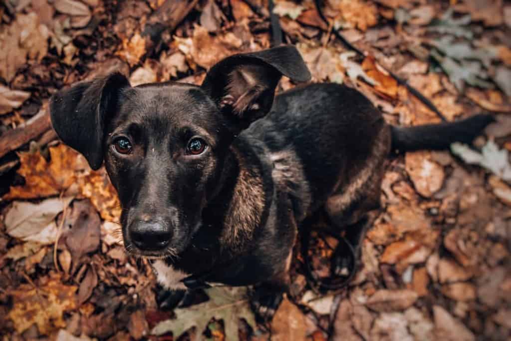 Corgi labrador mix facts