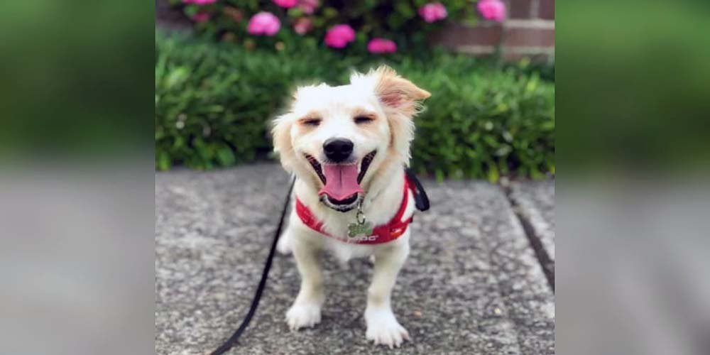 Chihuahua Corgi Mix Facts