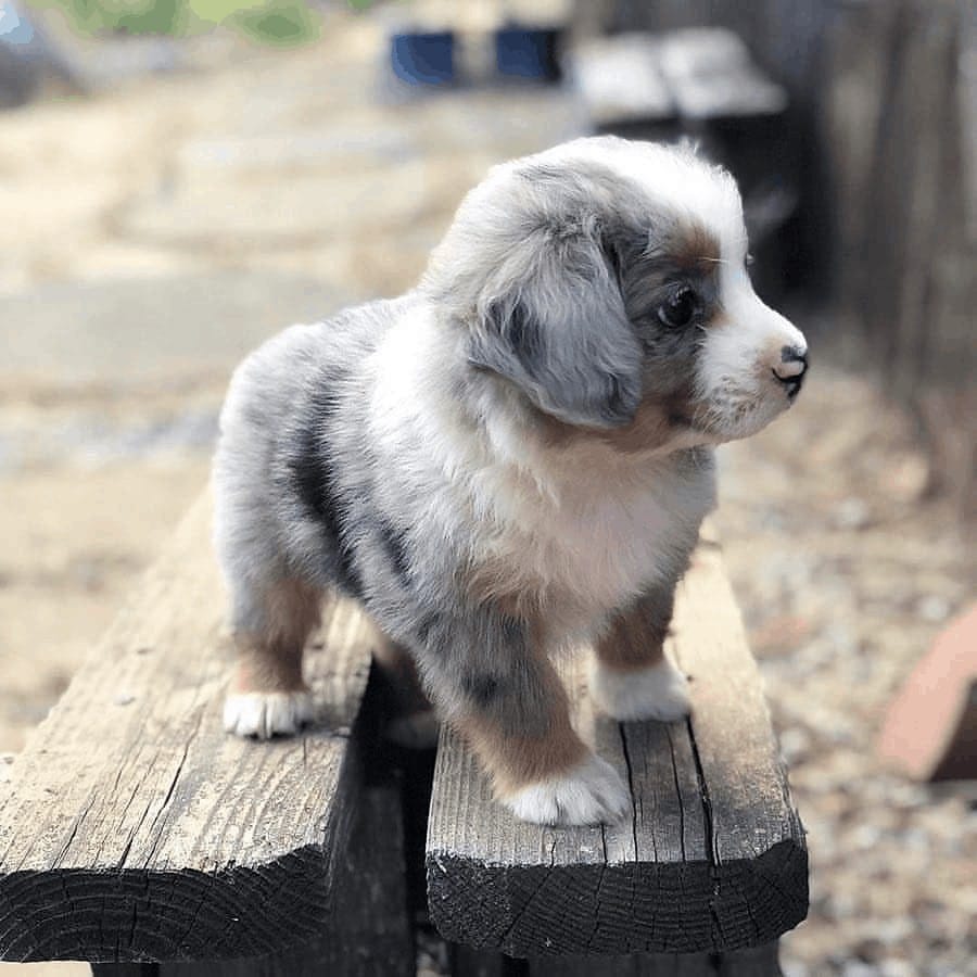 Husky Australian Mix