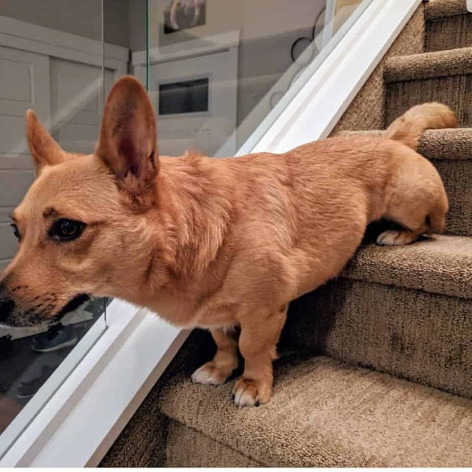 Terrier mixed with Corgi