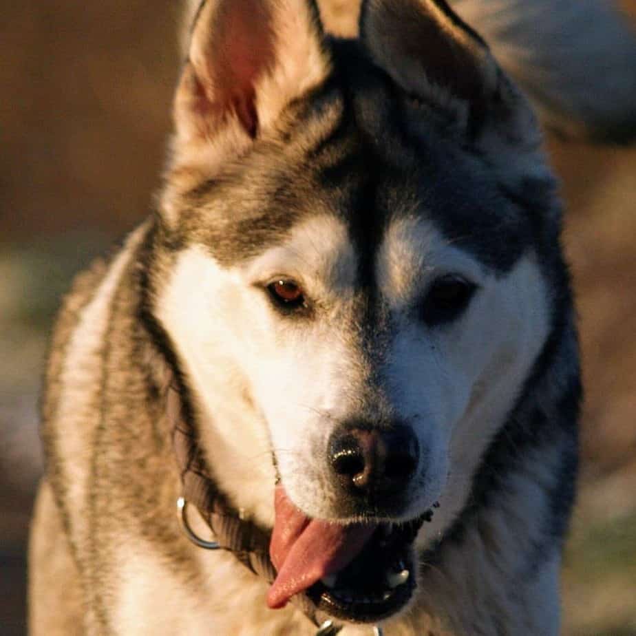 Malamute husky mix facts