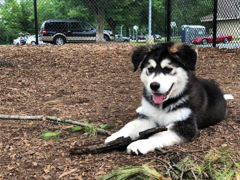 Husky great pyrenees mix facts