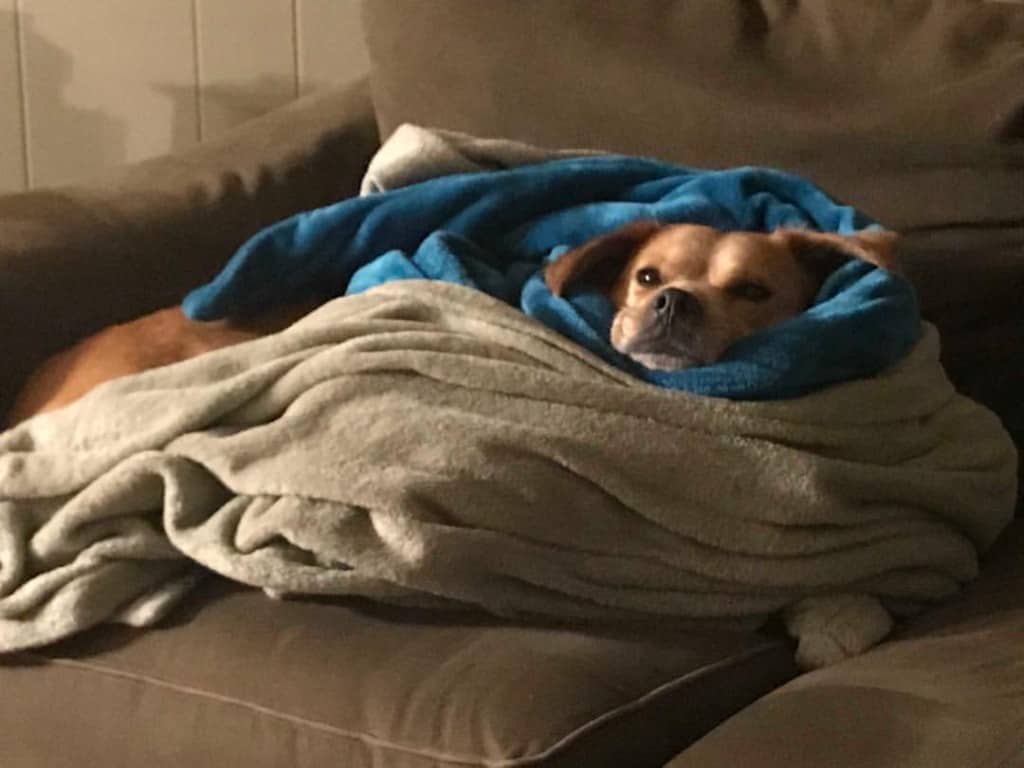 Corgi mixed with Beagle