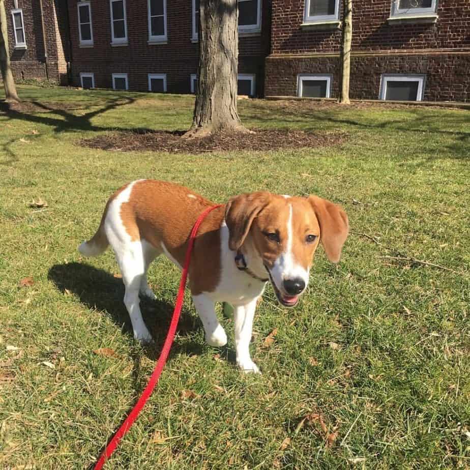 Terrier beagle cross-breed