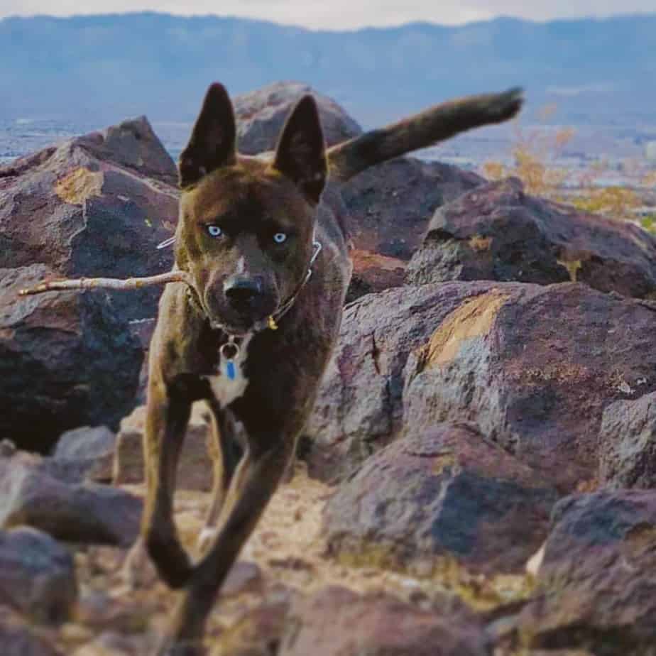 All 28+ Pictures black german shepherd pitbull mix full grown Superb
