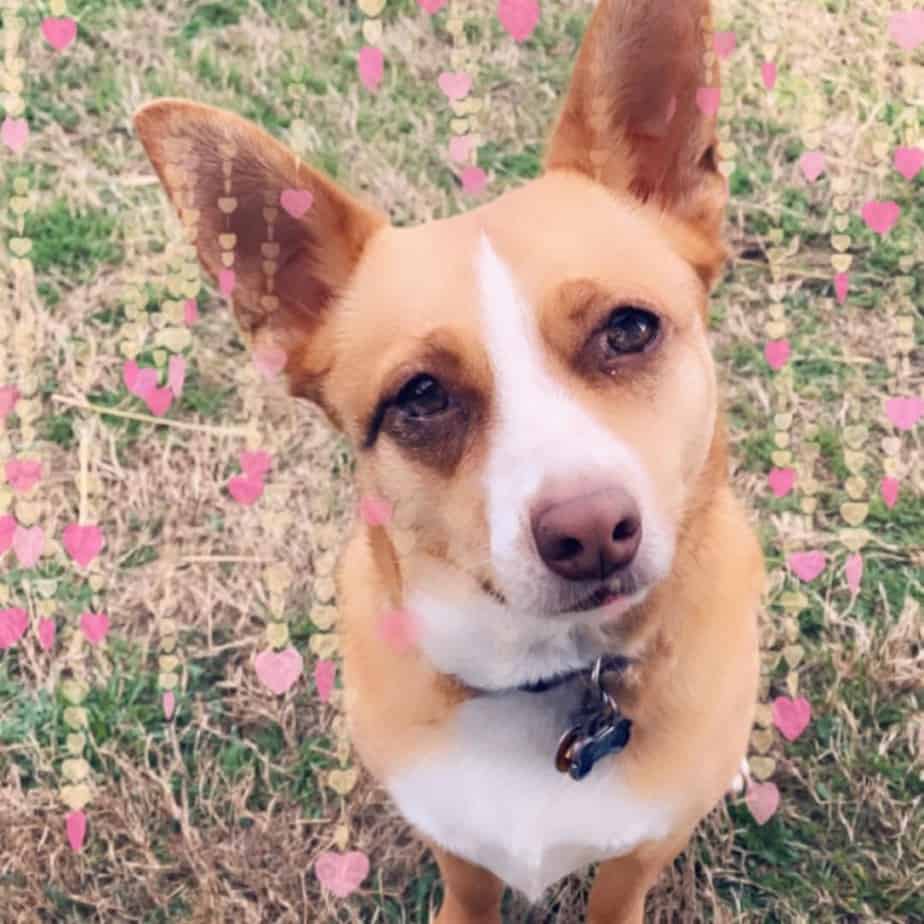 Terrier corgi mix