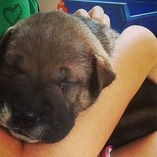 Labrador shar pei mix