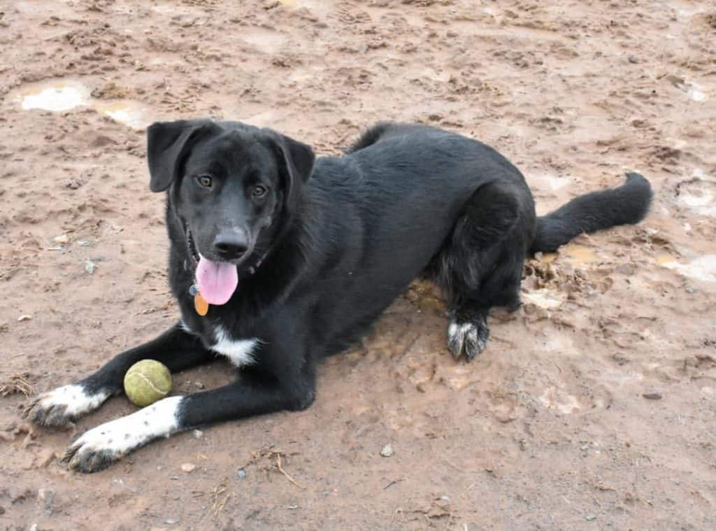 Lab great pyrenees mix facts