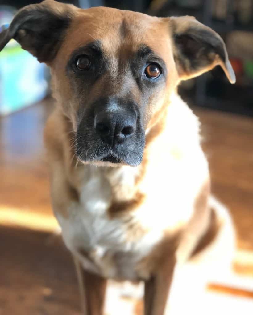 Boxer German Shepherd Mix Facts