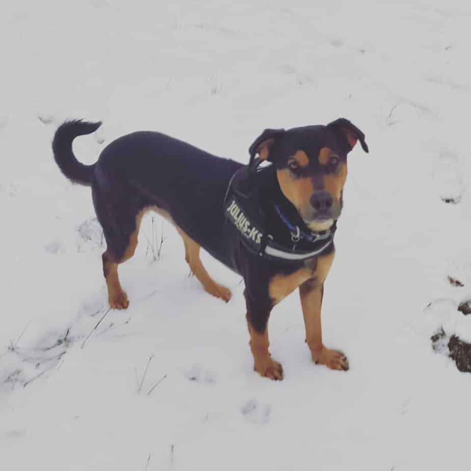 Rottweiler crossbred with german shepherd