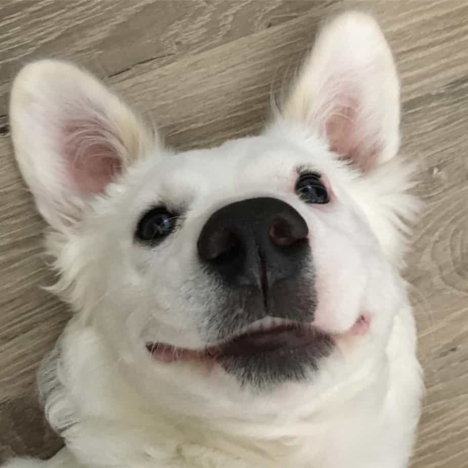 Corgi mixed with terrier