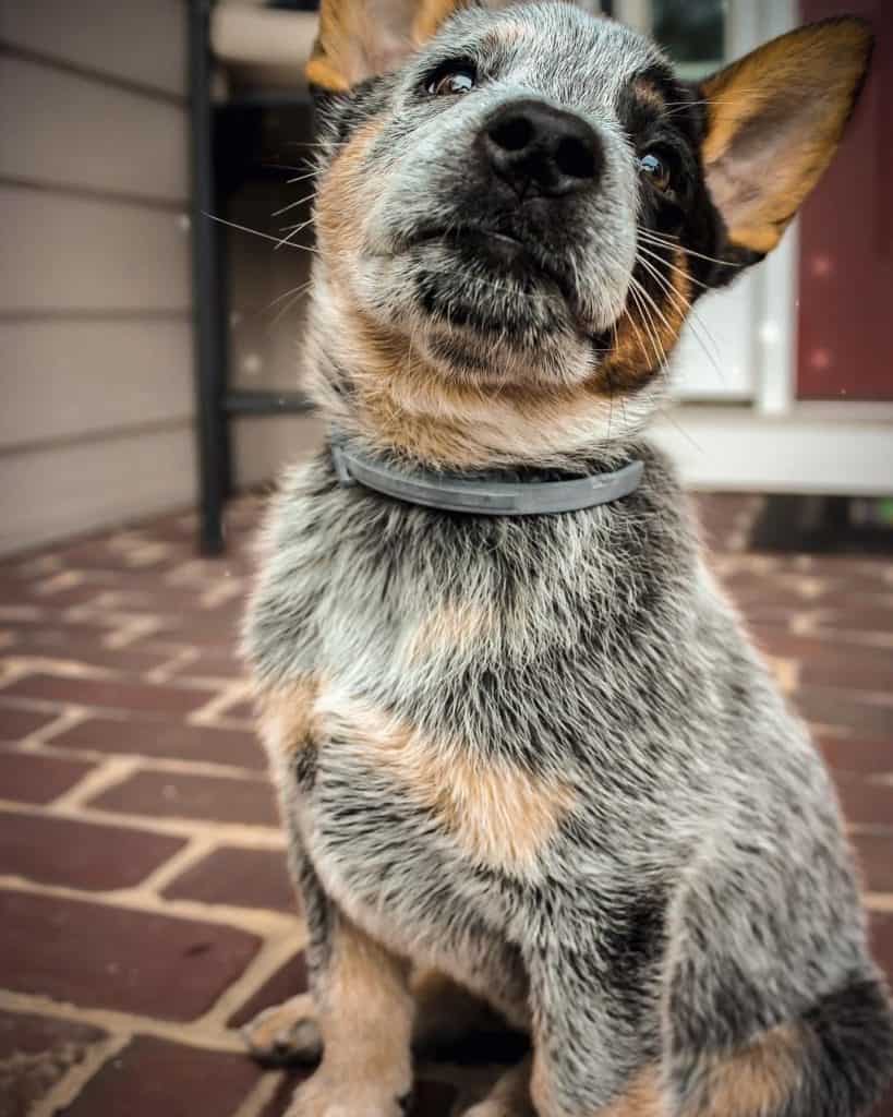 Blue heeler lab mix facts