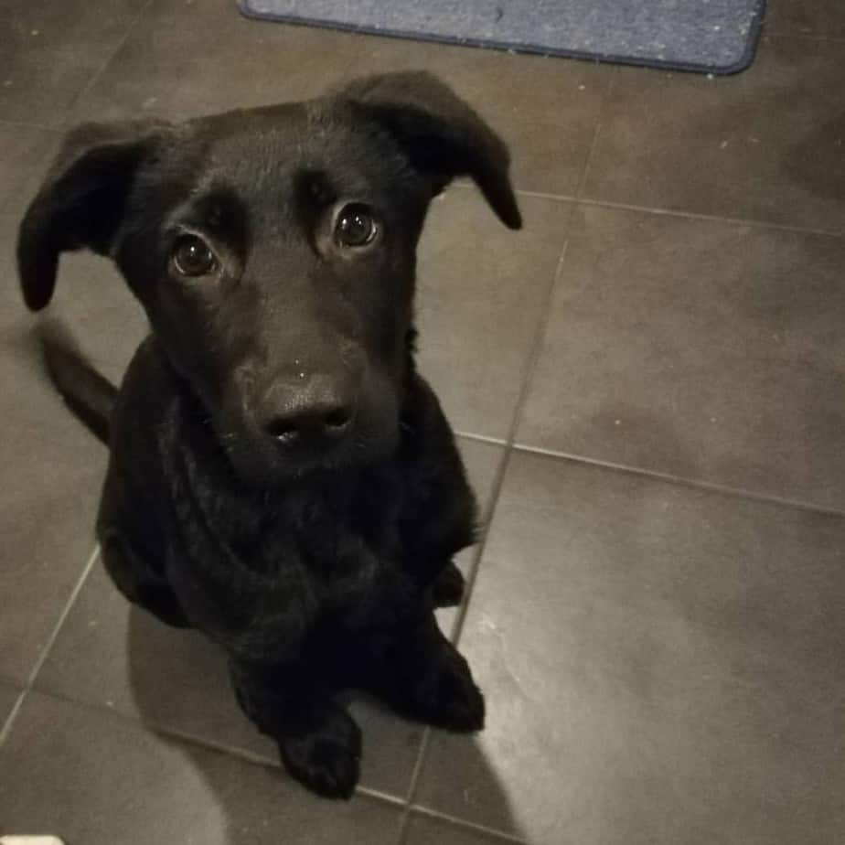 German Shepherd Black Lab Mix Puppies