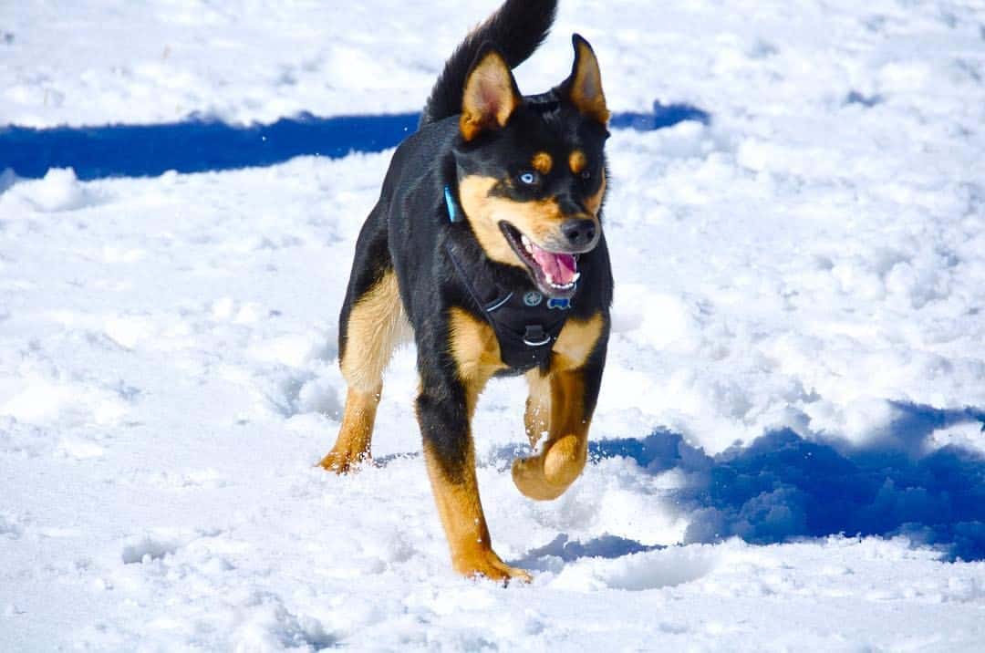 Husky rottweiler mix facts