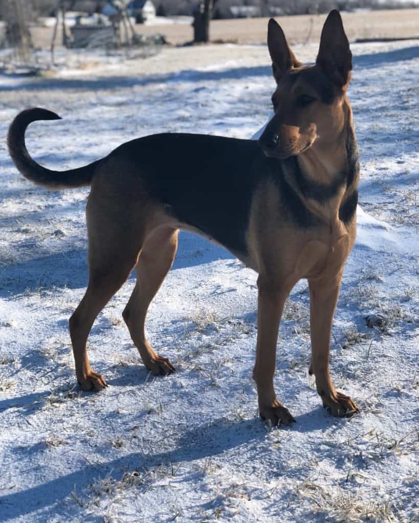 Doberman german shepherd mix facts