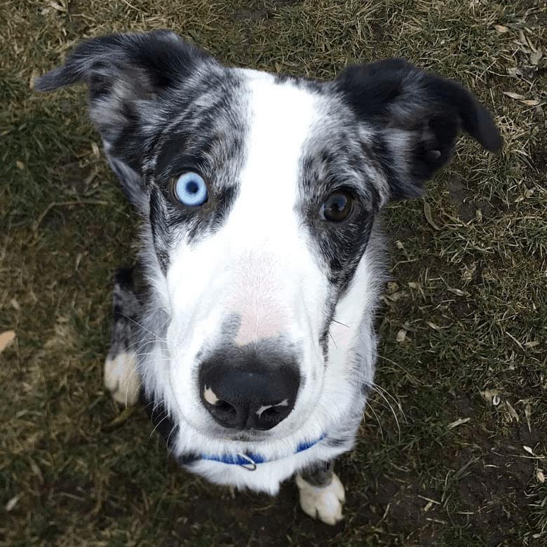 Husky Australian Mix