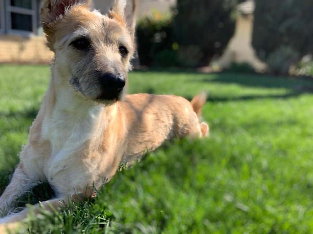 Border terrier shop corgi mix