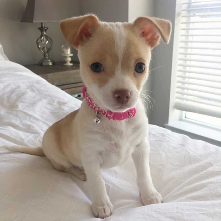 Chihuahua mixed with pug