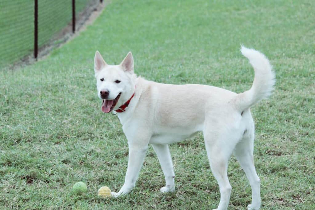 Husky lab mix facts