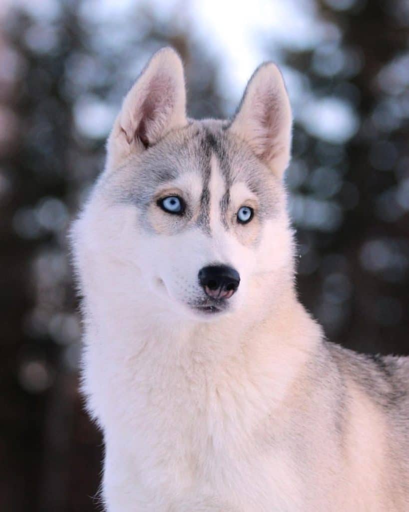 Husky Malamute Mix Facts Alpha Paw