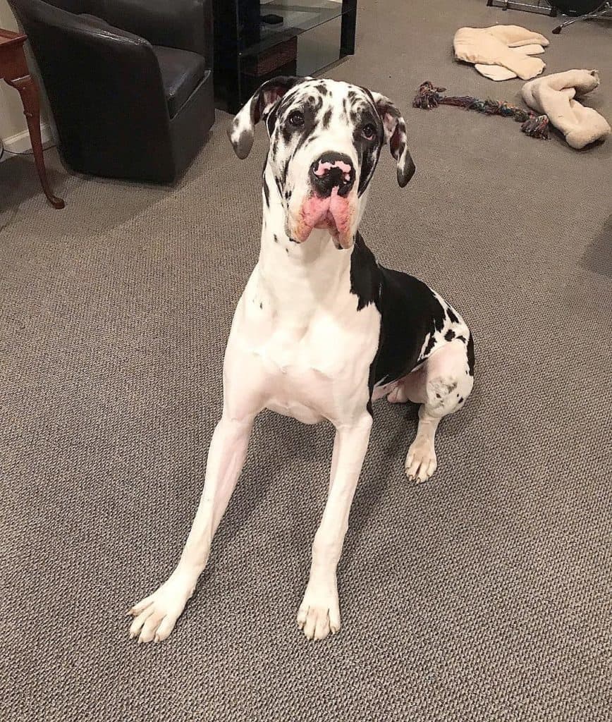 Lab great dane mix facts