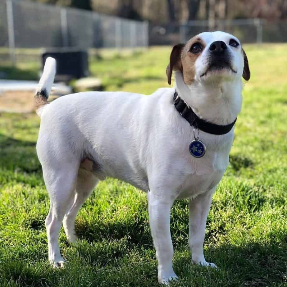 Beagle terrier mix