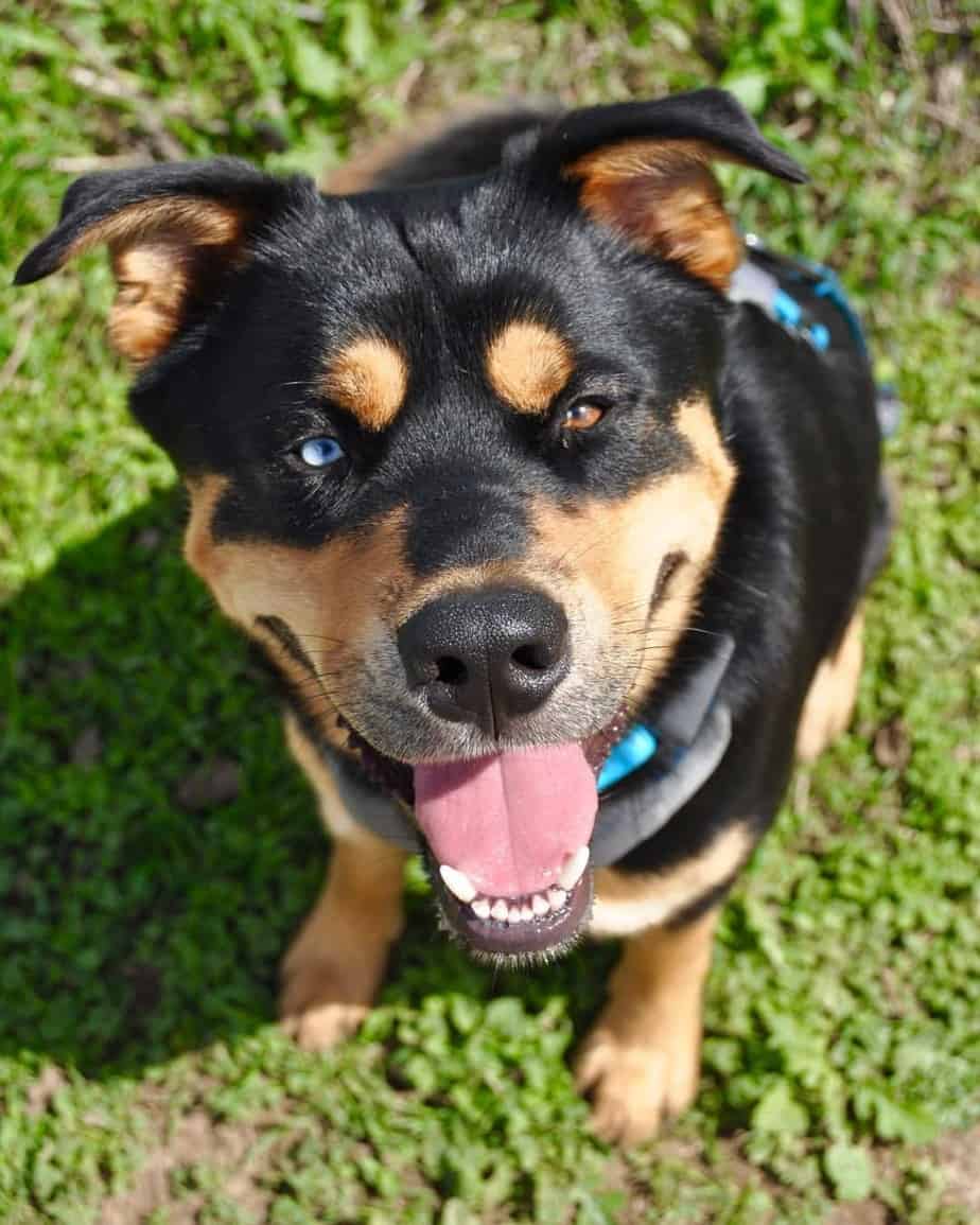 Husky rottweiler mix facts