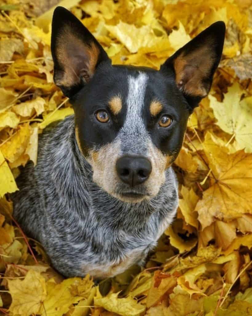 Blue heeler lab mix facts