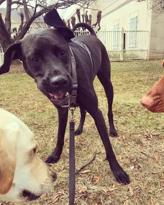 Lab great dane mix facts