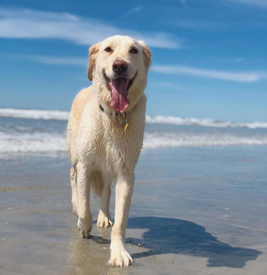 Lab great pyrenees mix facts