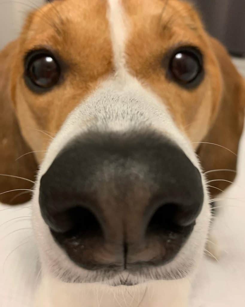 Beagle mixed with terrier