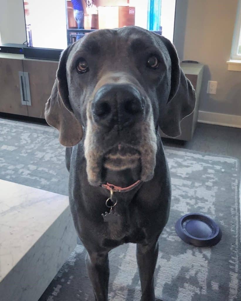 Lab great dane mix facts