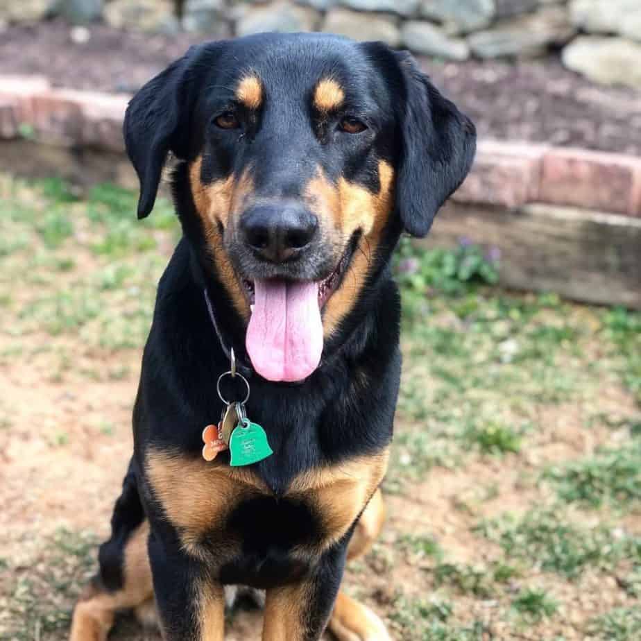 Doberman lab mix facts