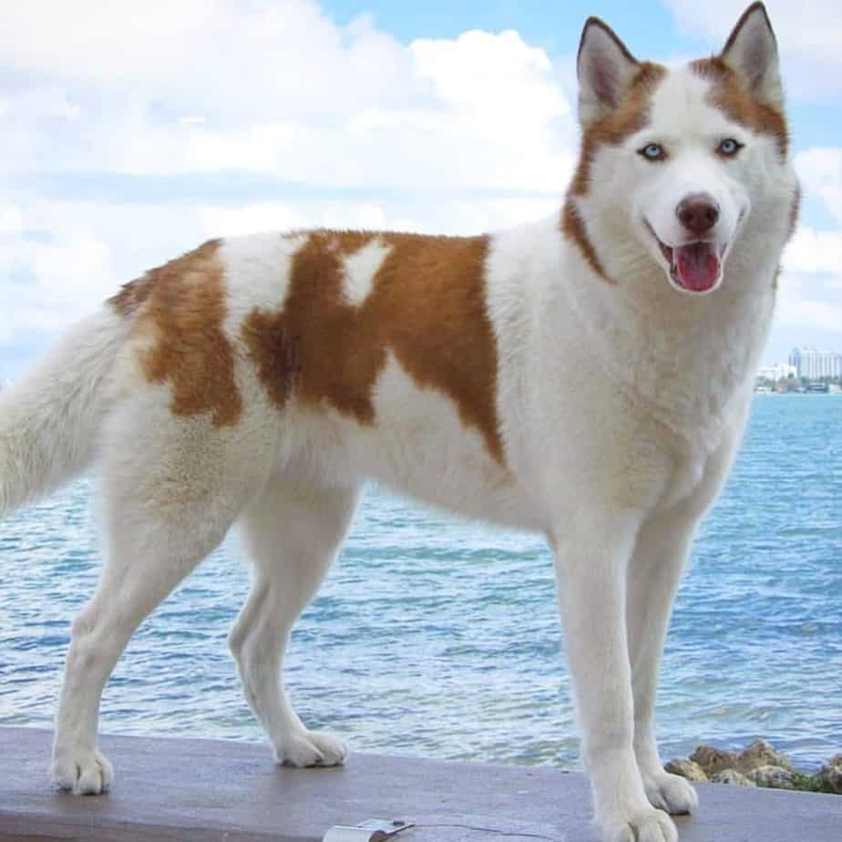 what mix is a alaskan malamute