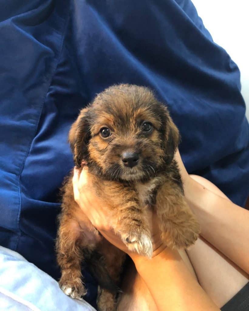 Beagle x poodle puppies deals