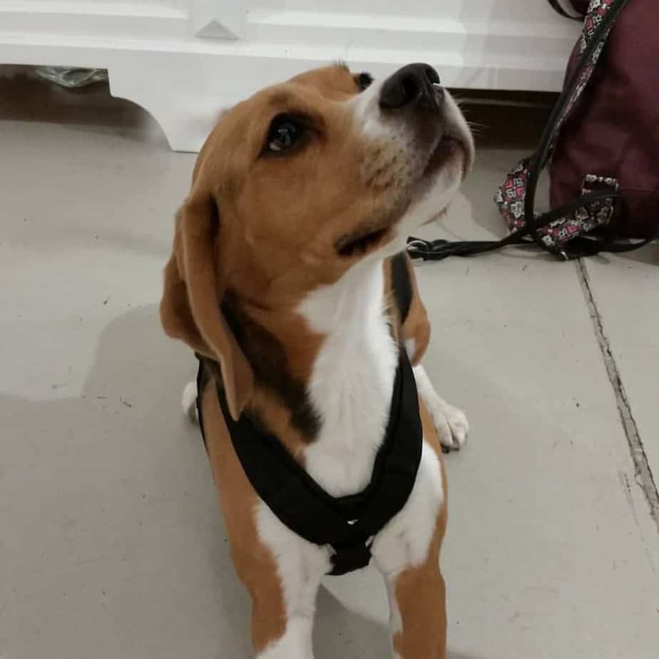Beagle combined with terrier