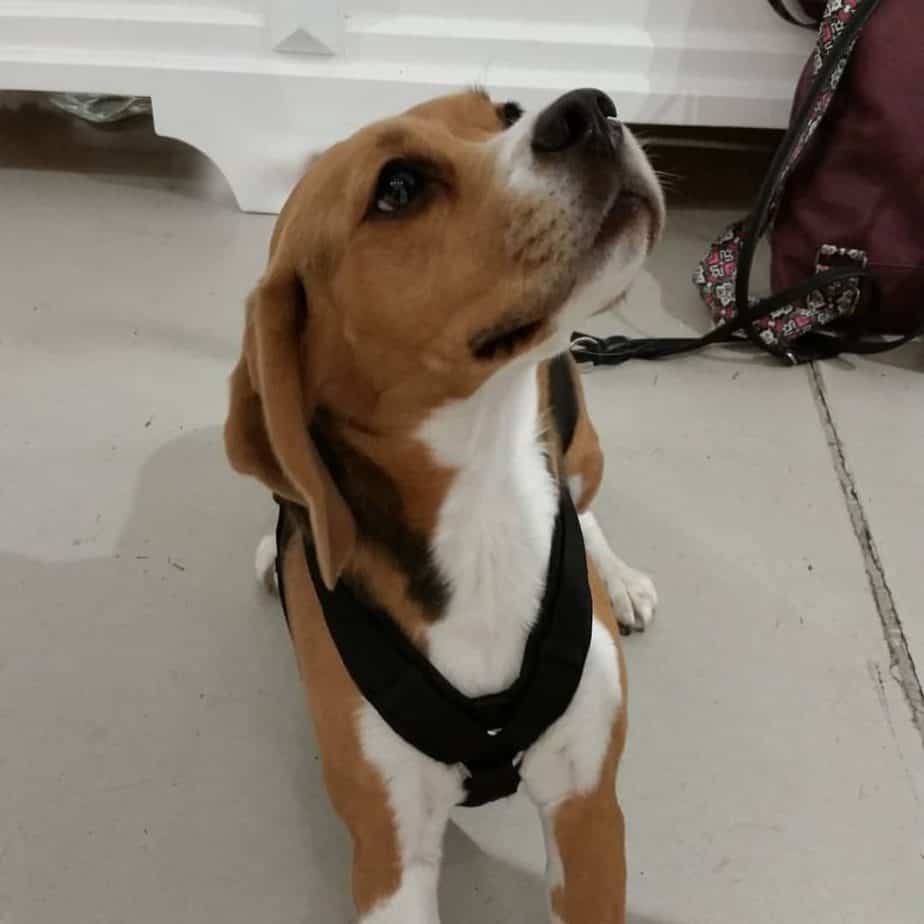 Beagle Combined With Terrier