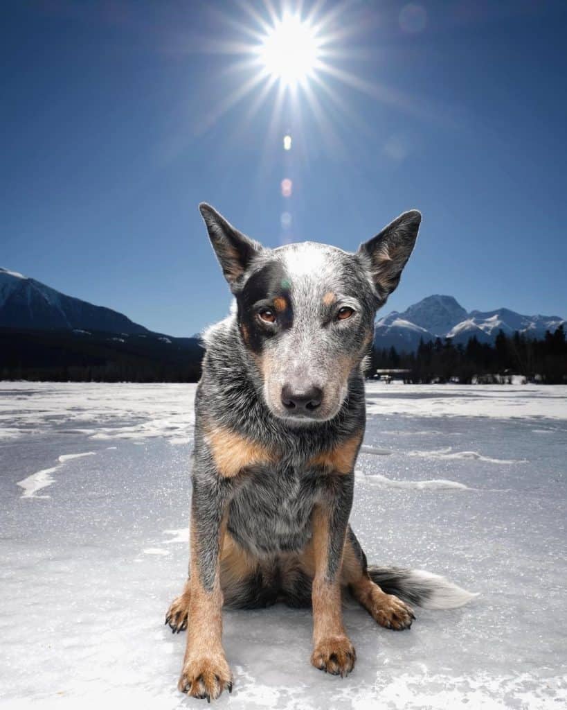 Blue Heeler Breed Information Guide: Photos, Traits & Care