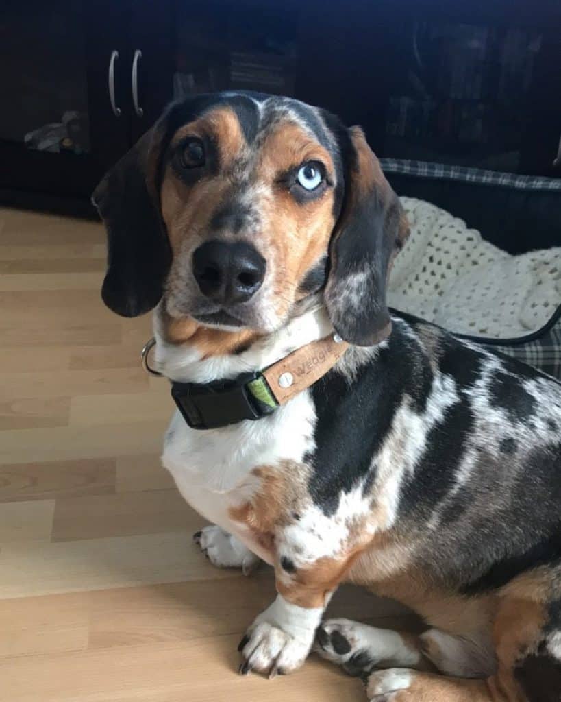 Dachshund beagle mix