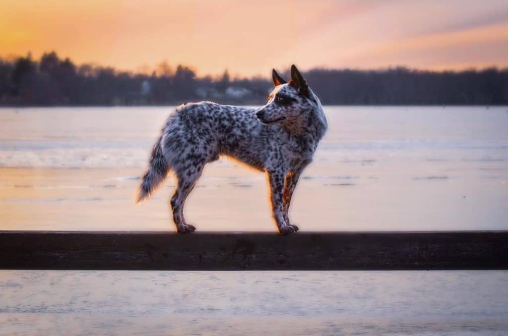 Blue heeler lab mix facts