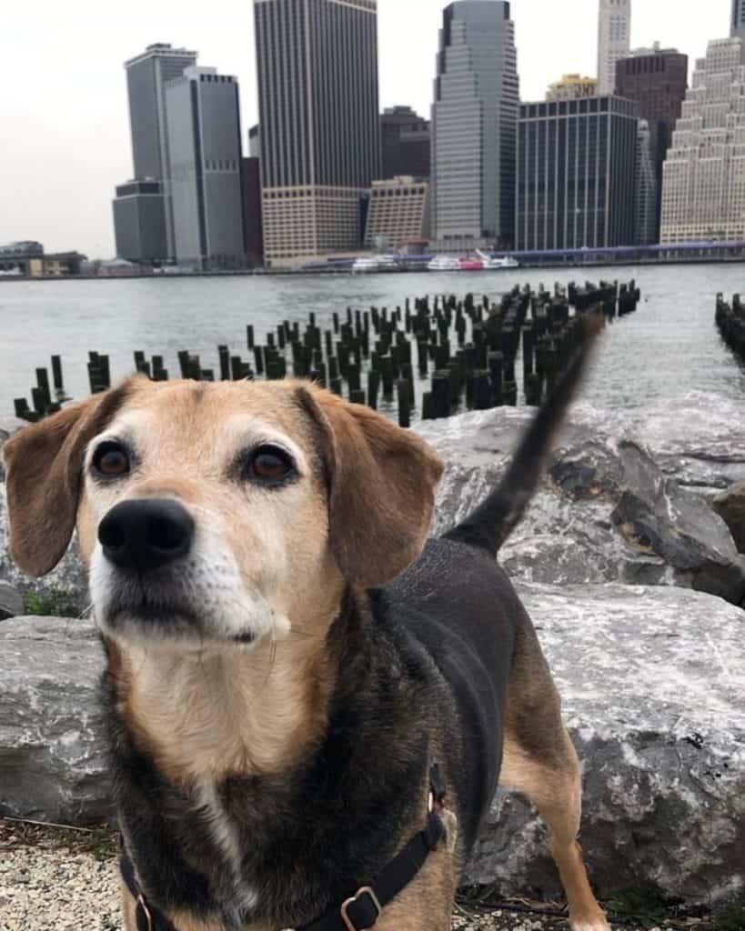 Terrier combined with beagle