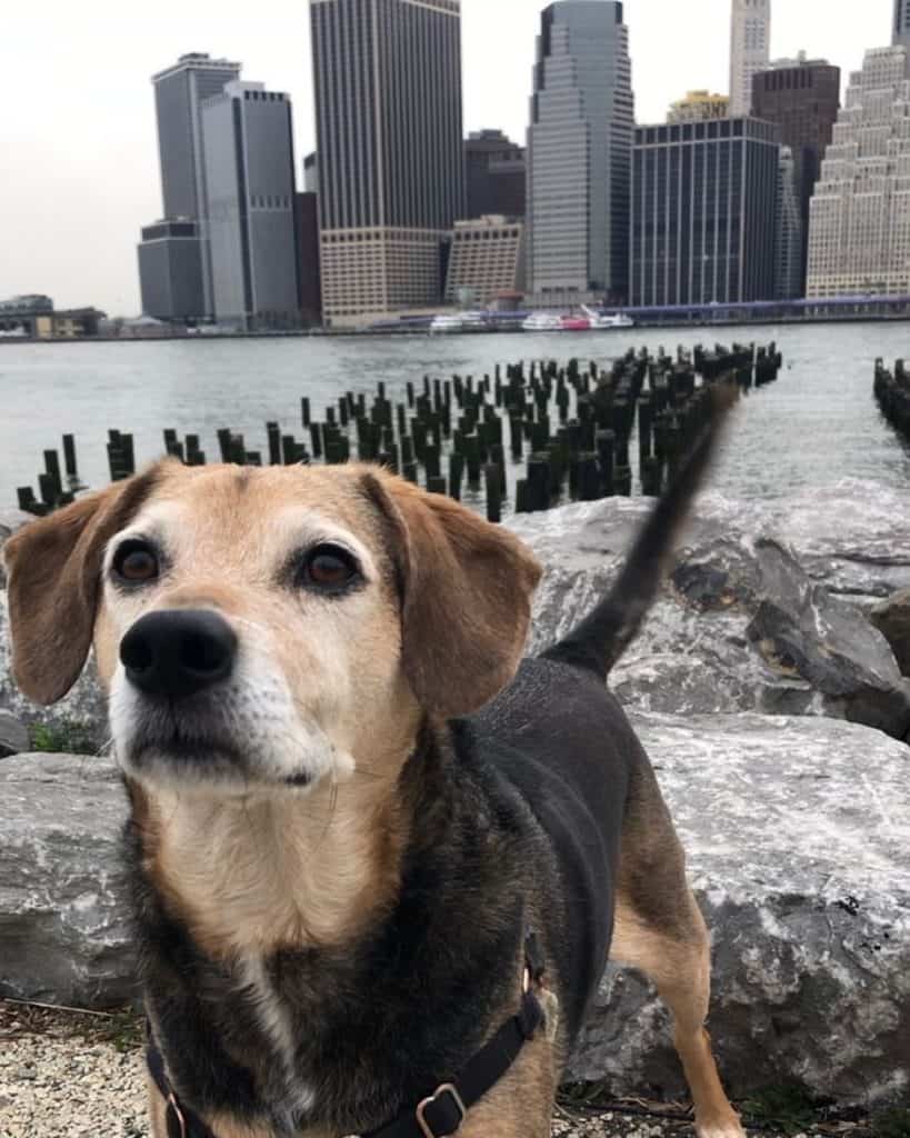 Terrier Combined With Beagle