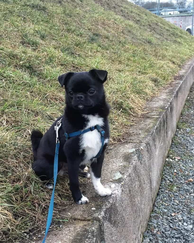 Pomeranian crossed with pug