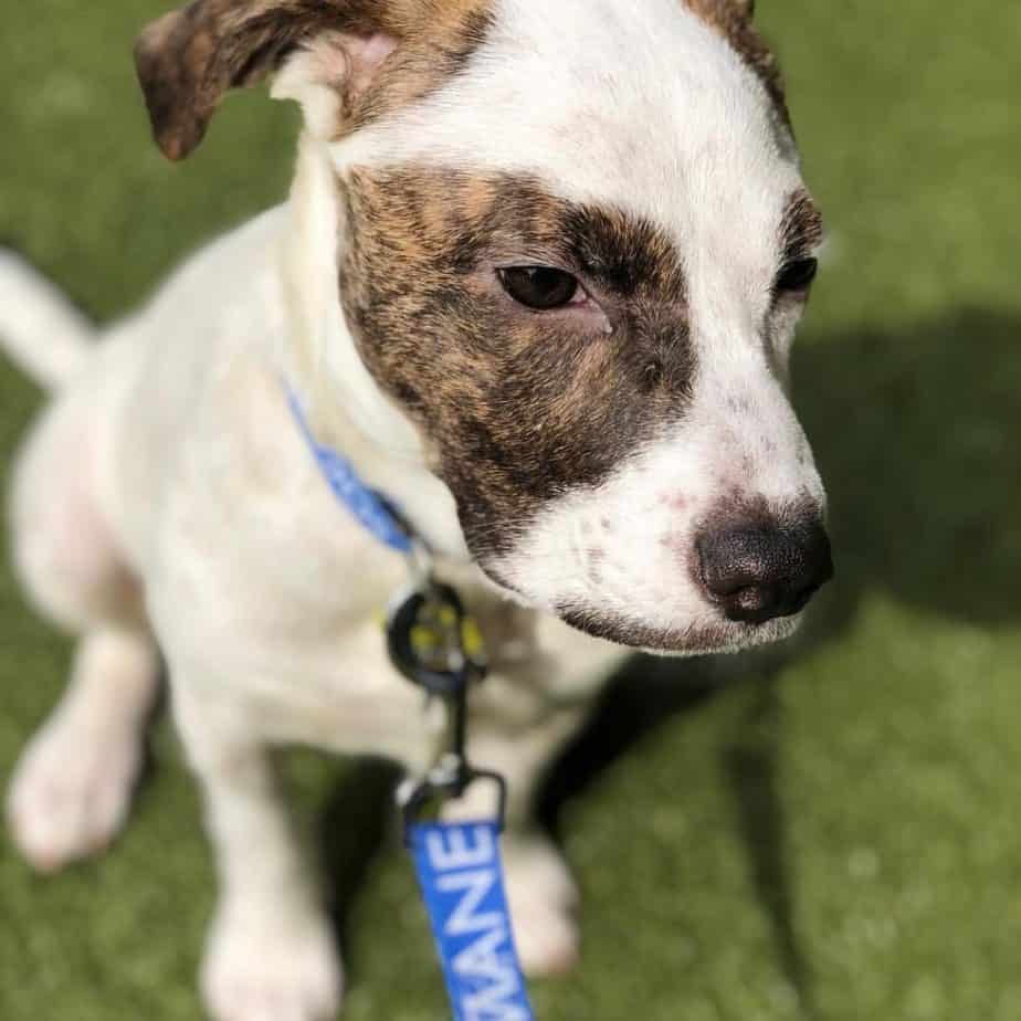 Terrier beagle cross-breed