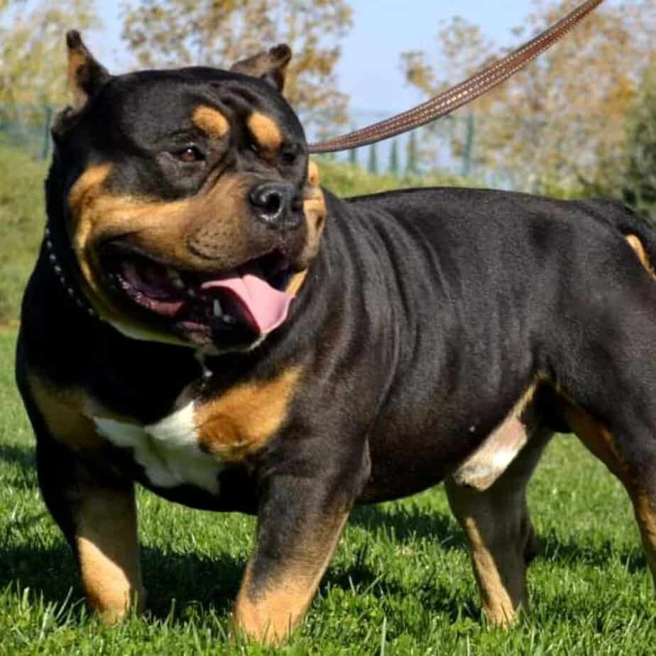 how much should a rottweiler pitbull mix weigh