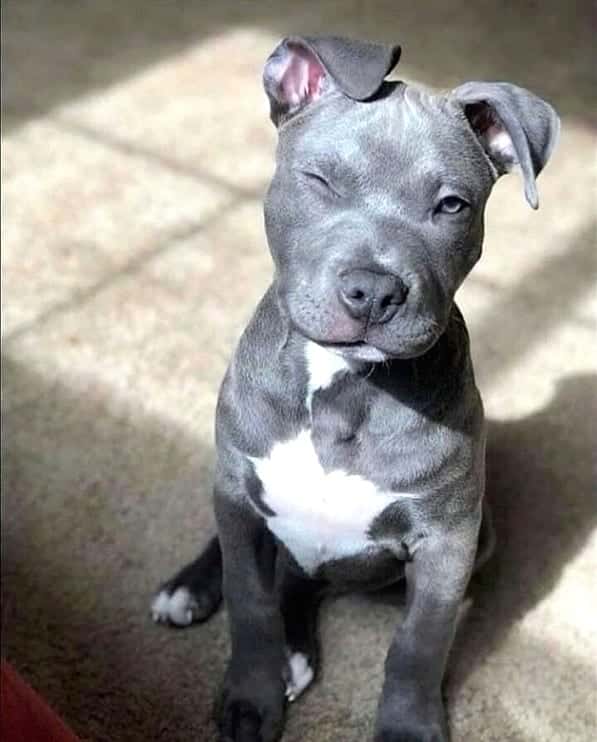 Boxer grey Outlet